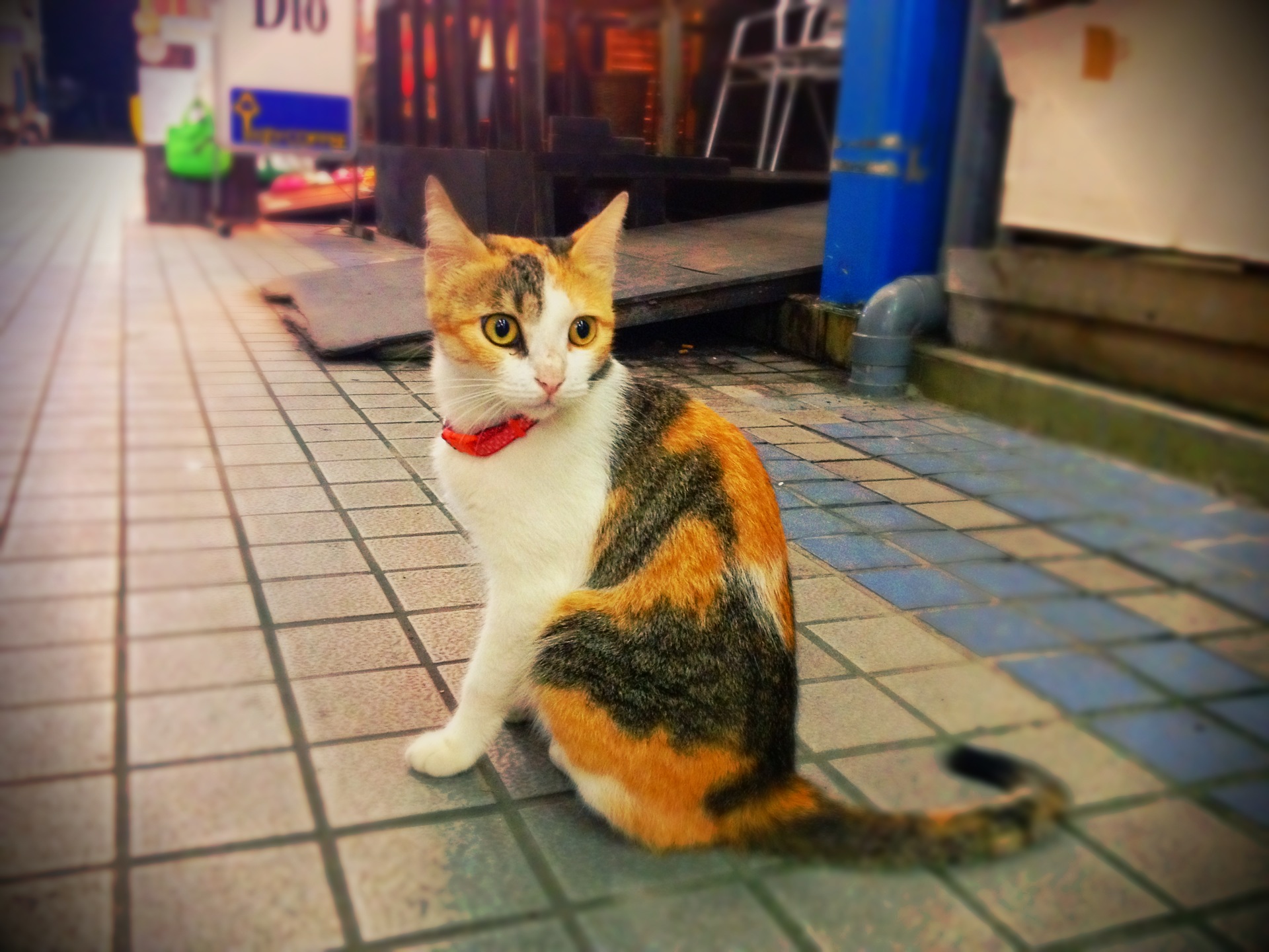 商店街の三毛猫の写真