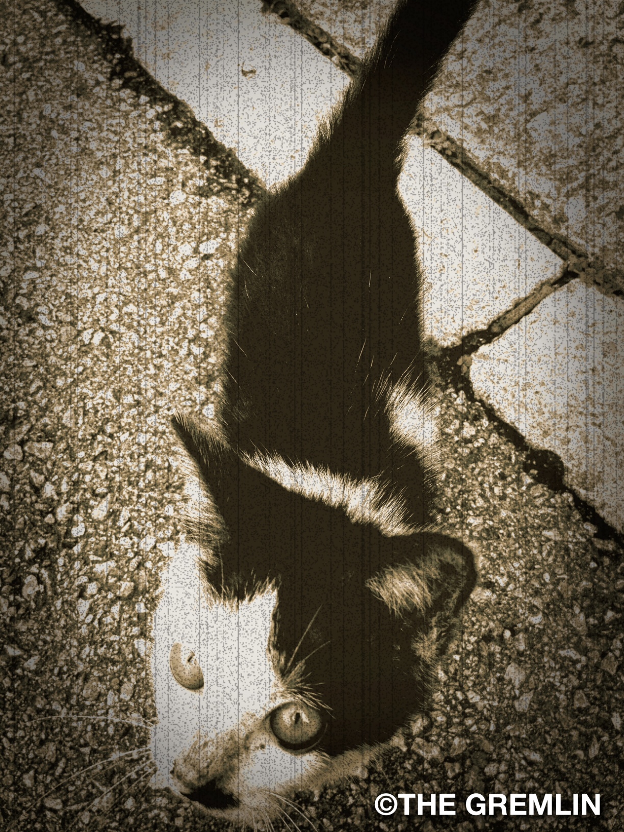 モノクロ猫をセピアにした写真