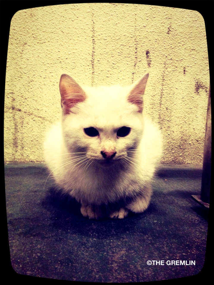 ちょっと怖い白猫の写真