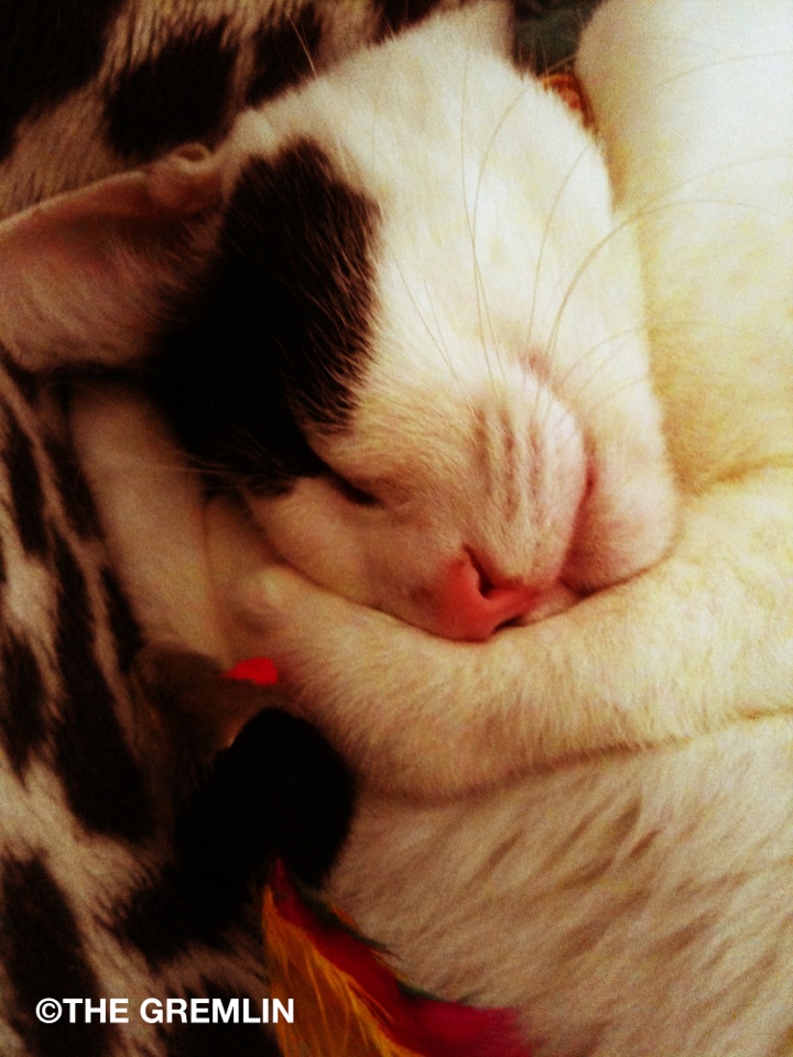 こっちも眠たくなるような猫の寝顔