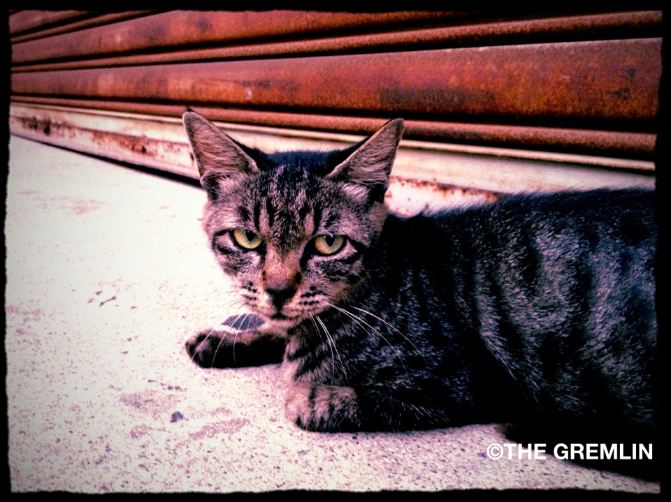 路地裏の猫の写真