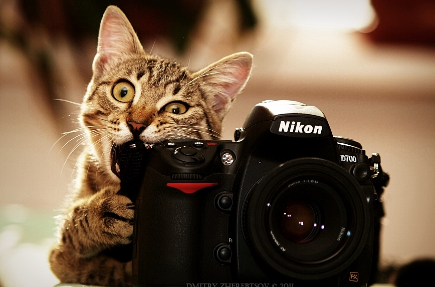 カメラにかじりつく猫が少し怖い写真