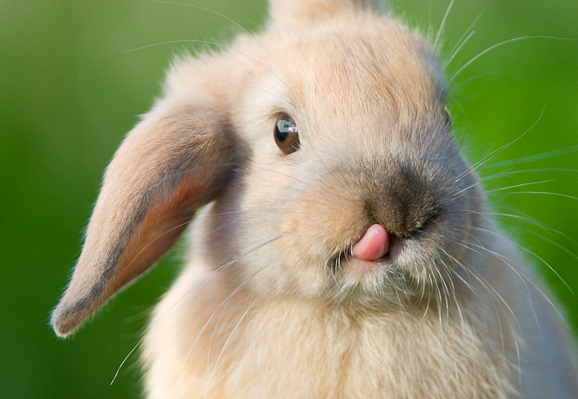ウサギが舌をペロッと出している写真