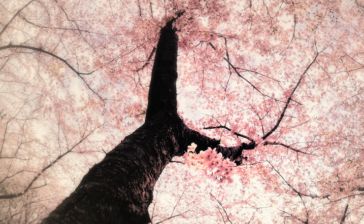 美しくて見惚れてしまうような桜の写真
