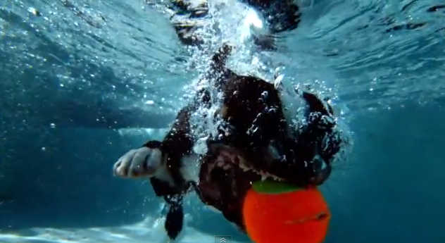 ボールをキャッチするために水に飛び込む犬のスローモーション